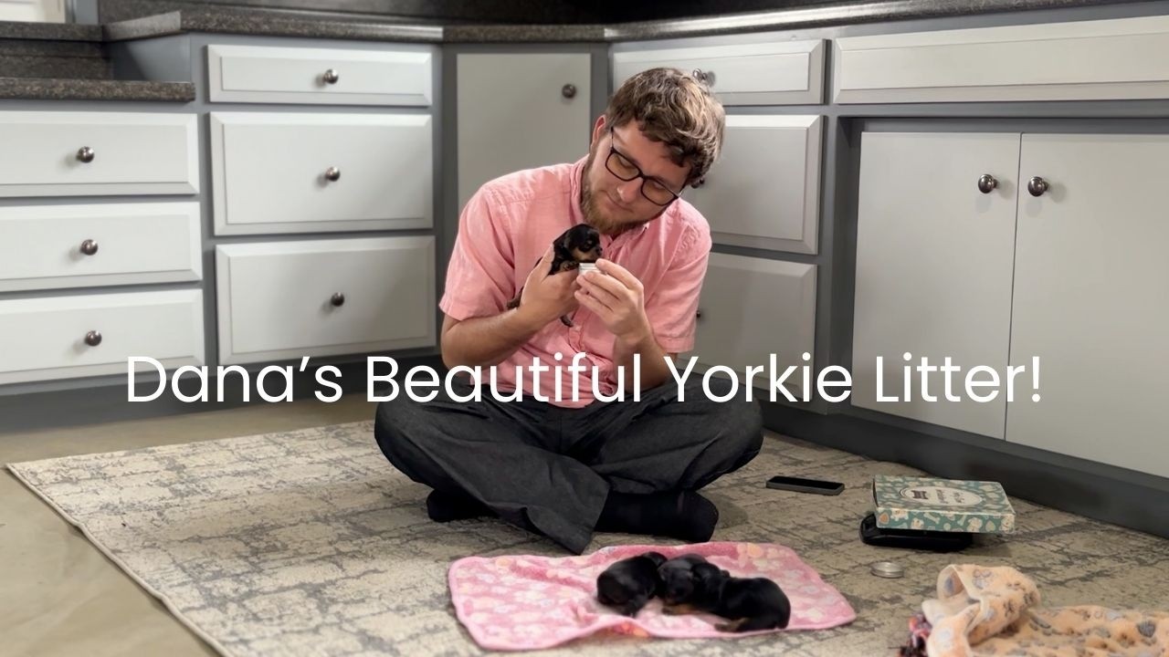 Dana & Bobby's Yorkie Litter!