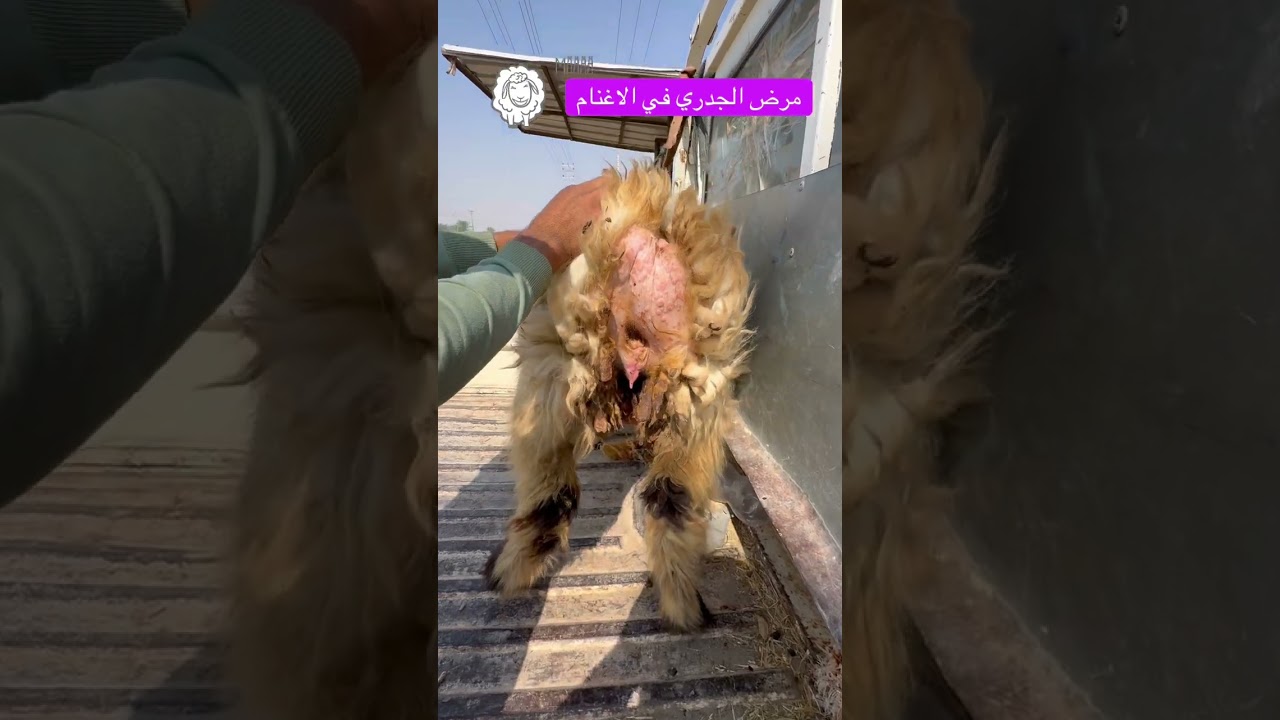مرض الجدري في الاغنام #جدري #اغنام #عيادة_بيطرية #طبيب_بيطري #تيك_توك #ابقار #اكسبلور