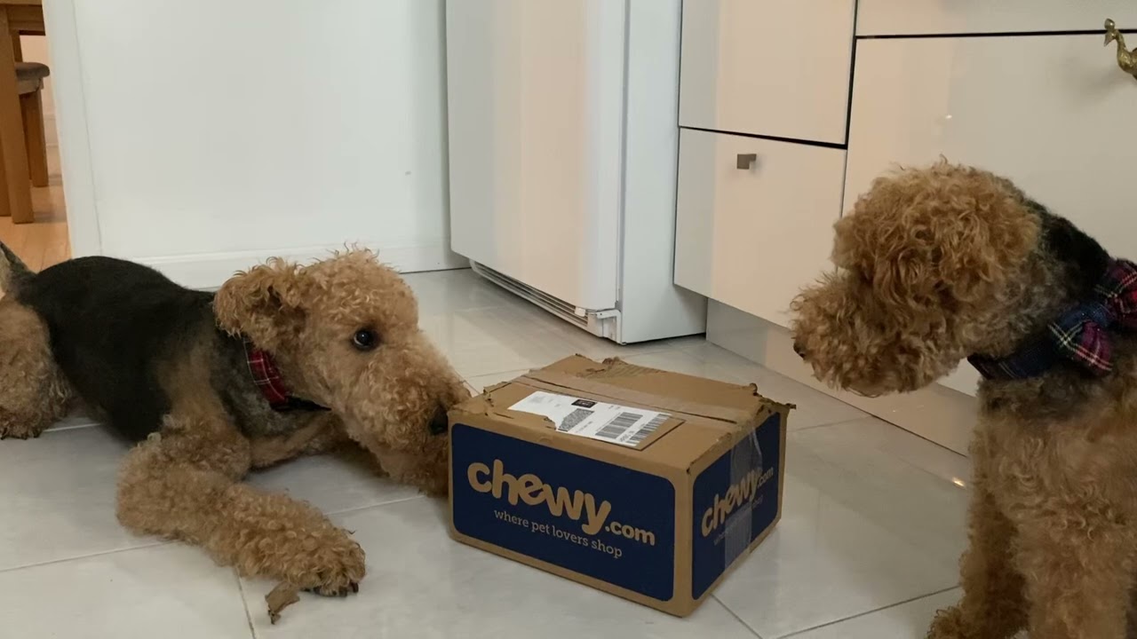 Two Terriers Unboxing  1