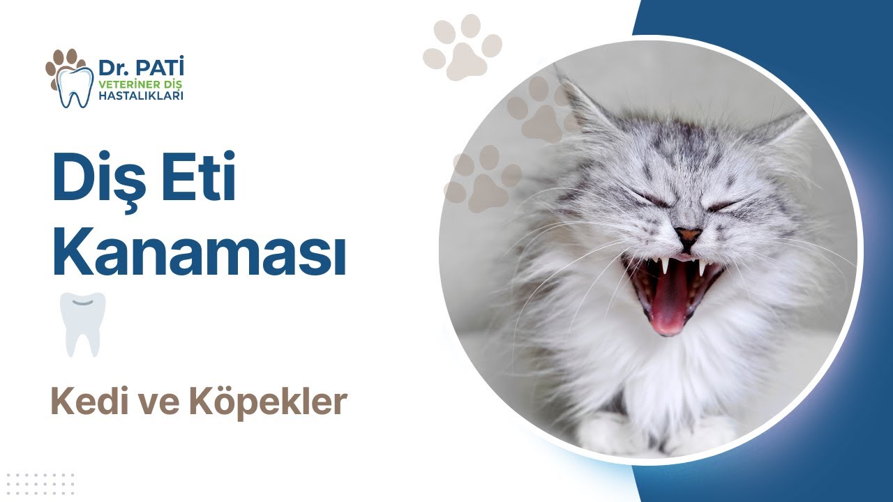 Kedi ve Köpeklerde Diş Eti Kanaması Neden Olur? Ne Zaman Tehlikeli?