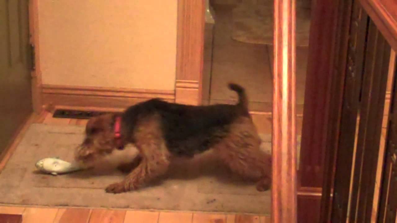 TAFFY the WELSH TERRIER gets Tough with a Shark!