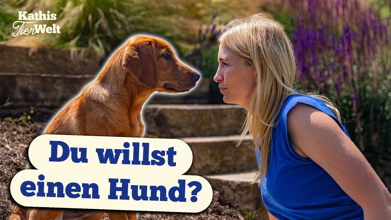 5 Dinge, die du wissen solltest BEVOR du dir einen Hund holst!