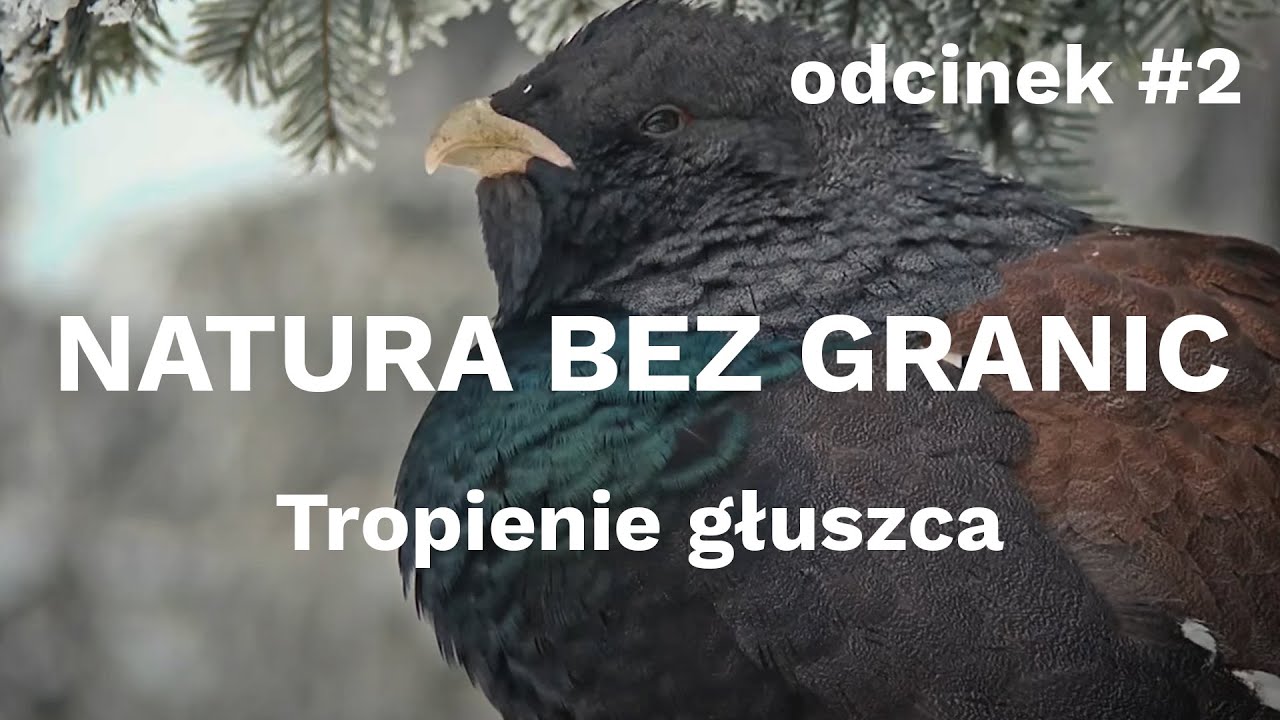 Natura bez granic. Tropienie głuszca [odcinek #2]