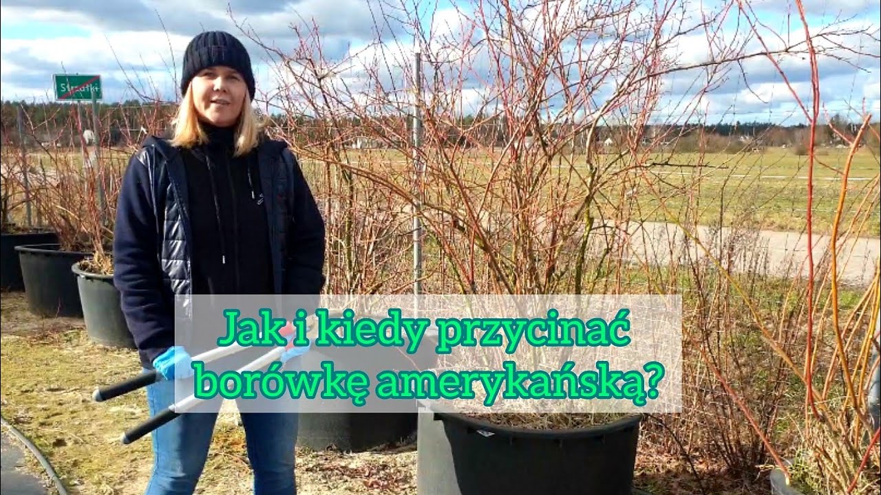 Jak i kiedy przycinamy borówki amerykańskie?