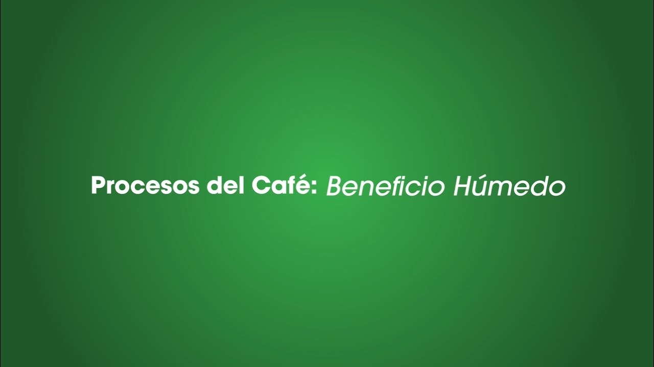 Procesos del café: Beneficio Húmedo