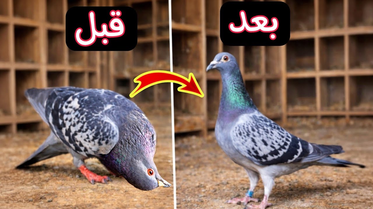 علاج الروشة والتواء الرقبه😯الحمامه قبل وبعد العلاج✅
