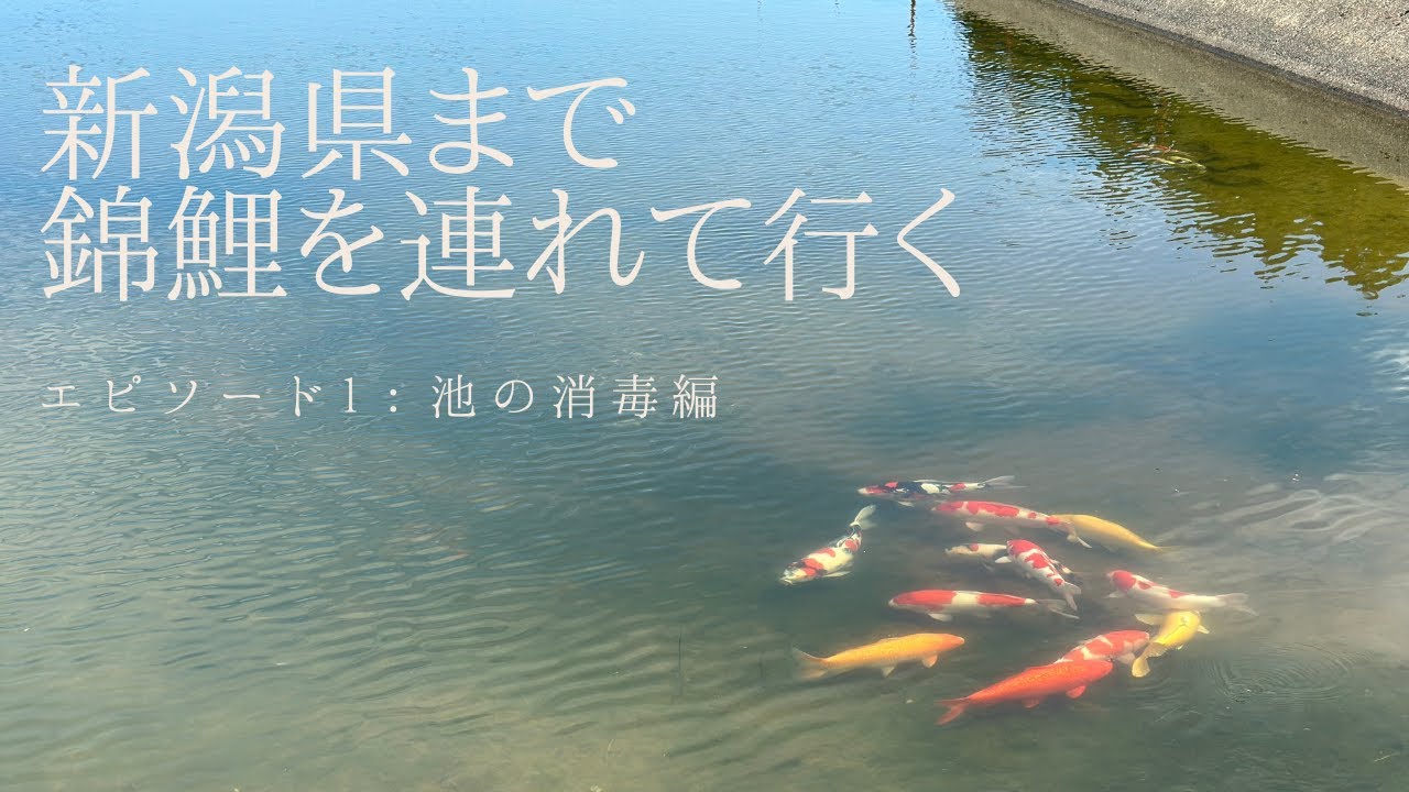 【錦鯉の病気でお困りの方必見！】池を消毒する様子を大公開！