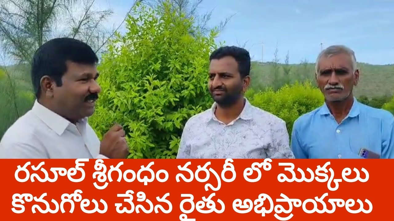 రసూల్ శ్రీగంధం నర్సరీ లో మొక్కలు కొనుగోలు చేసిన రైతు అభిప్రాయాలు ll 8639435066 ll Rasool Nursery ll