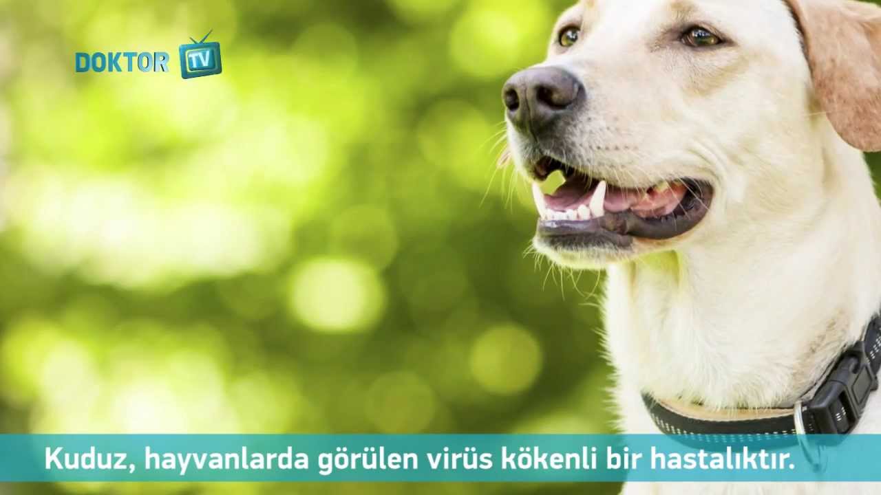 Kuduz Nedir?