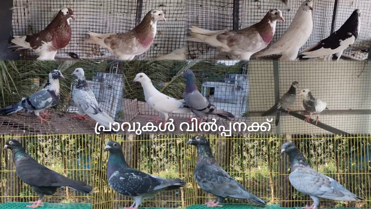 പ്രാവുകൾ വിൽപ്പനക്ക്🪽🕊️ #petlover #pigeon #kabutar #youtubeshorts #youtube #youtuber #music #song 