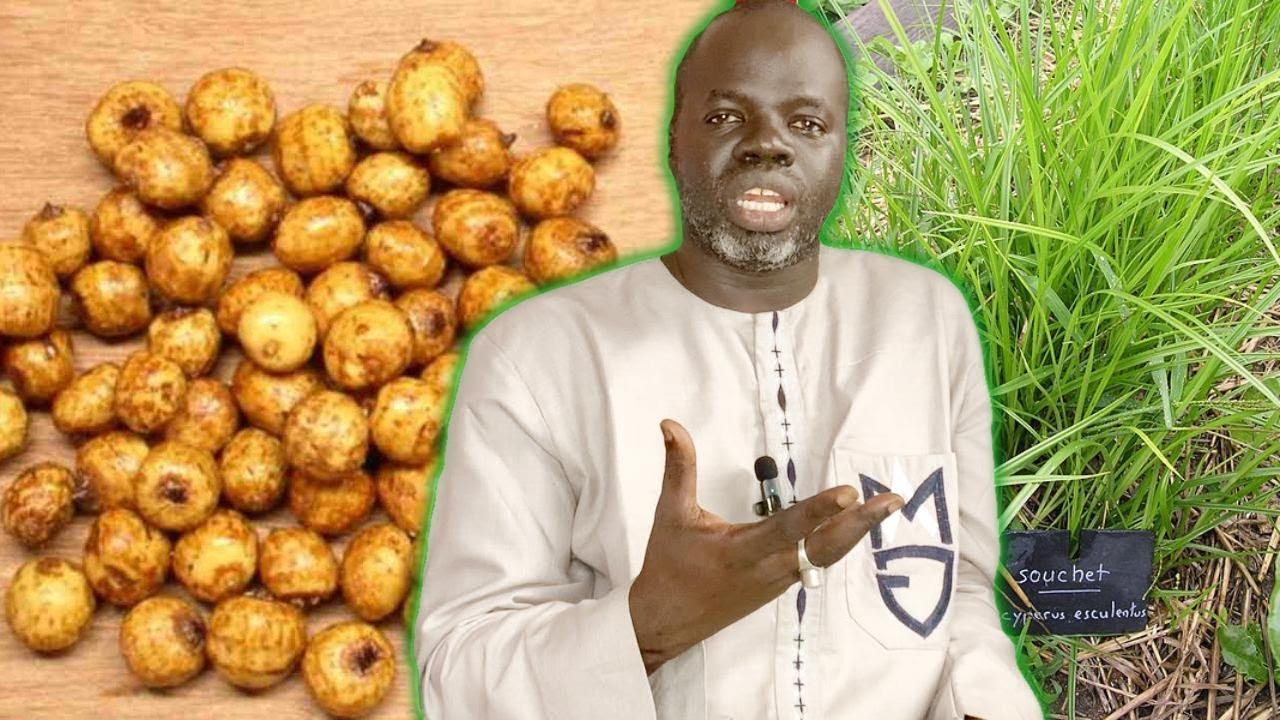 Ndiarignou ( Ndir ) Bienfaits et vertus Noix tigrée ou Souchet -  Pr Ousmane Ndiaye - SAMA XALAAT TV