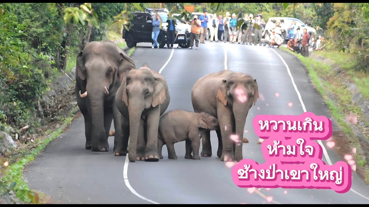 วิวาห์สุขใจ (เปิดเขาใหญ่แต่งงาน)