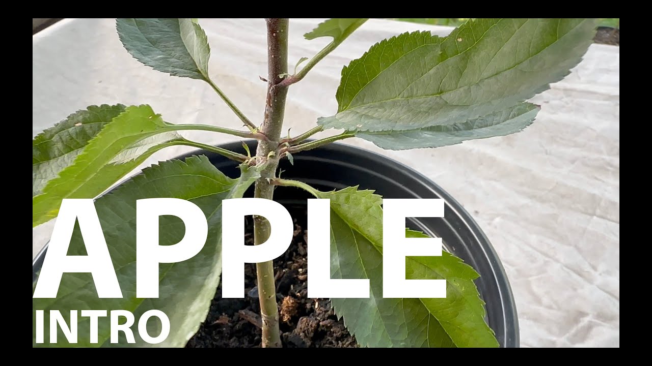 Apple Tree Bonsai from Seed A - Intro August 2023 #bonsai #apple #fruit #relaxing #zen #subscribe