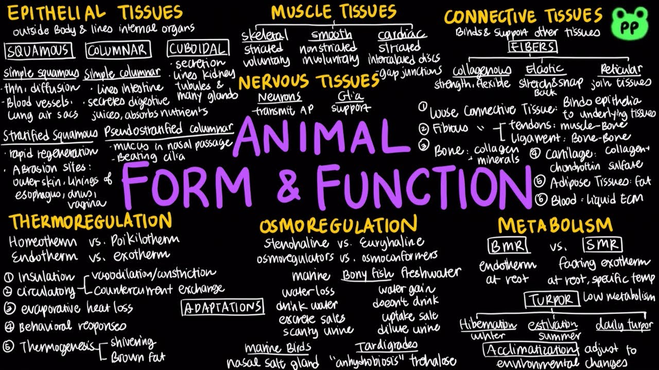 Animal Form & Function | Animal Physiology 00 | Biology | PP Notes | Campbell 8E Ch. 40