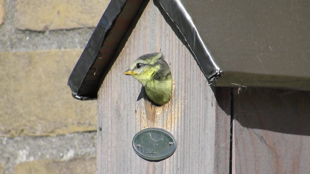 Pimpelmees wordt gevoerd vlak voor uitvliegen