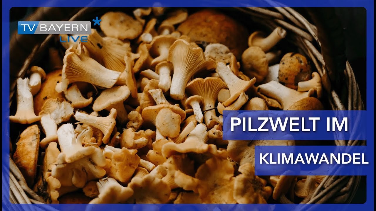 Pilzwelt im Klimawandel
