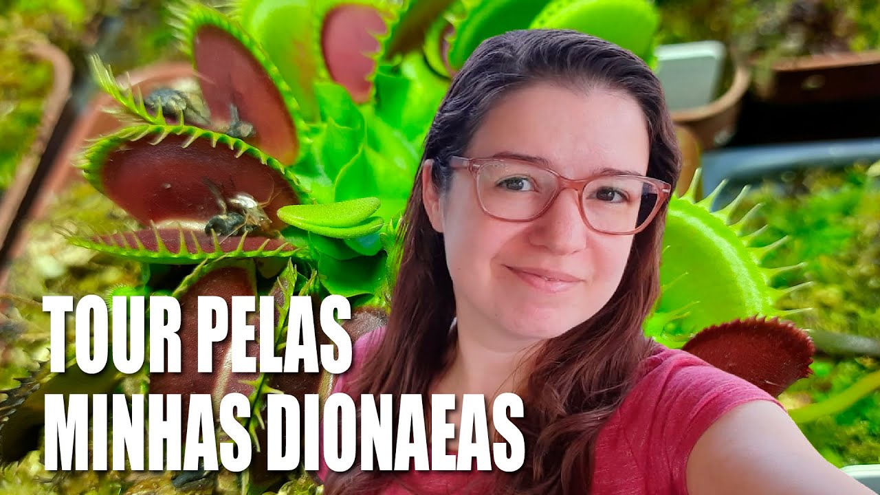 TOUR PELAS MINHAS DIONAEAS | PLANTAS CARNÍVORAS