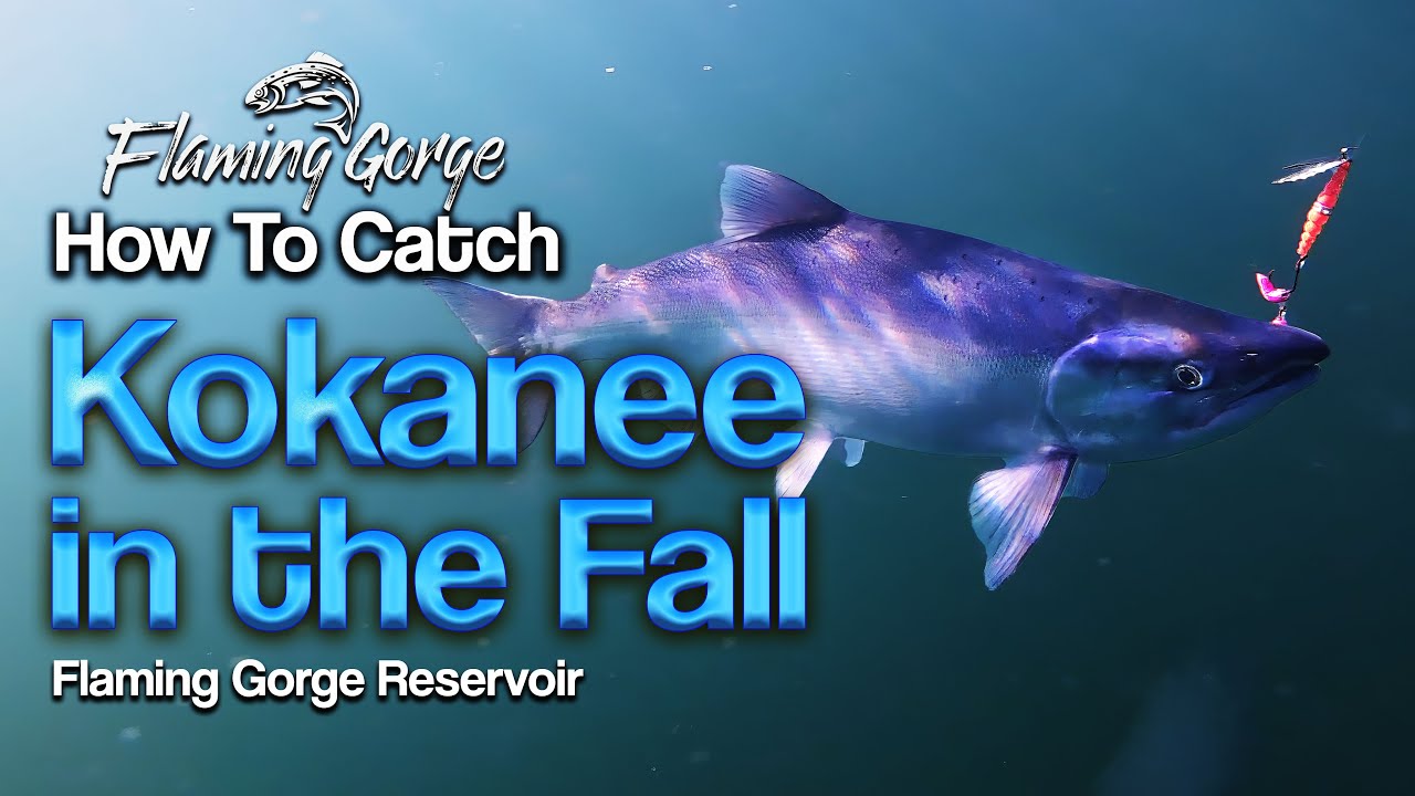 Fall Kokanee Salmon - Flaming Gorge How To - Episode 8