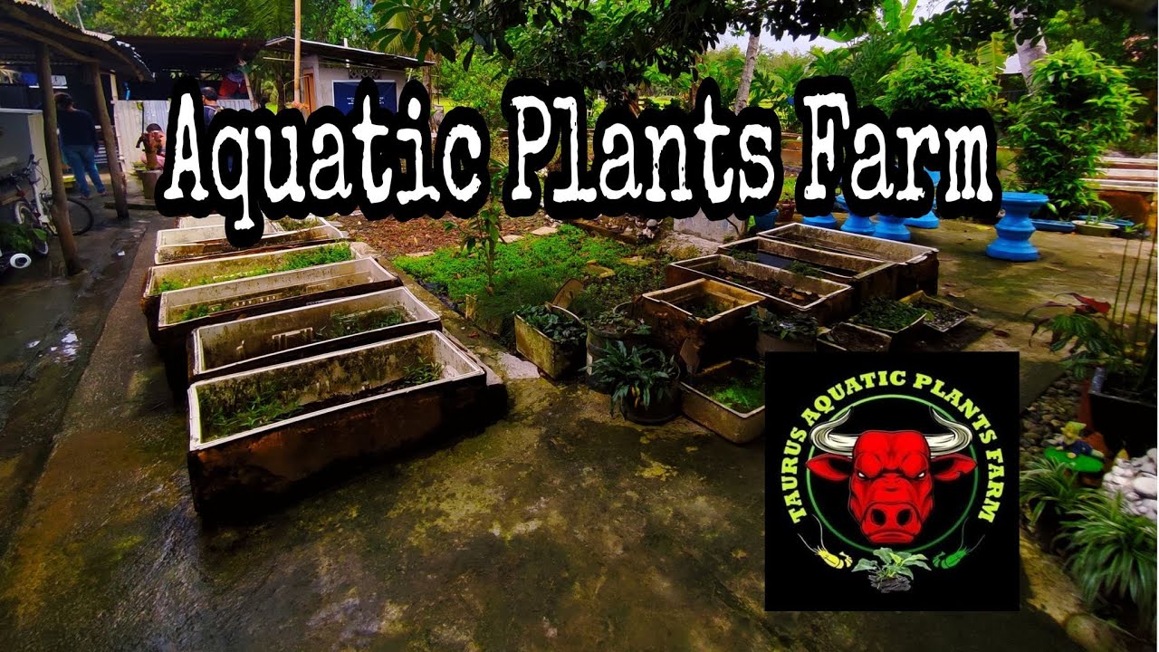 Taurus Aquatic Plants Farm | Part 1