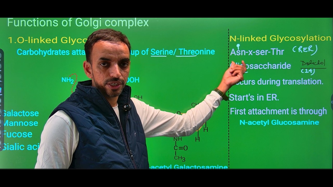 Golgi Apparatus: Structure, Glycosylation, Mannose-6-Phosphate Tagging, Protein Sorting & Dictyosome