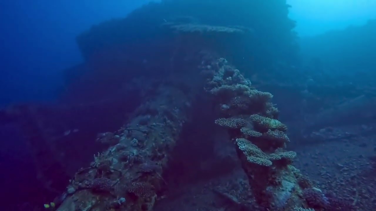 Giannis D, Abu Nuhas, Egypt. 16 Feb 2026. Depth 20m. Time 45 Minutes