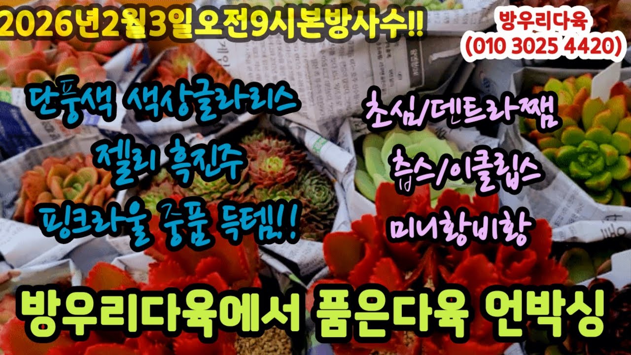 방우리다육에서 품은 착한다육 언박싱🌼2026년 2월 3일오전9시예고🌼#초보다육 #다육쇼핑 
