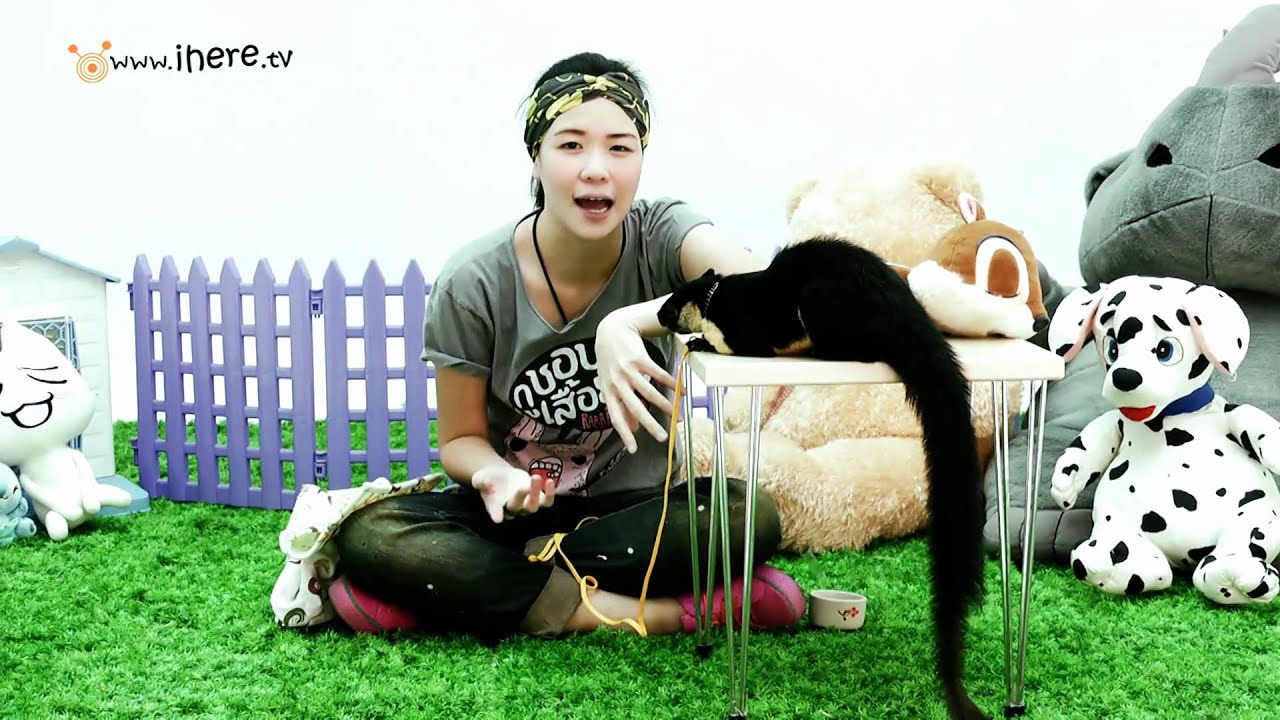 iSudd กระรอกแทะ (Squirrel)