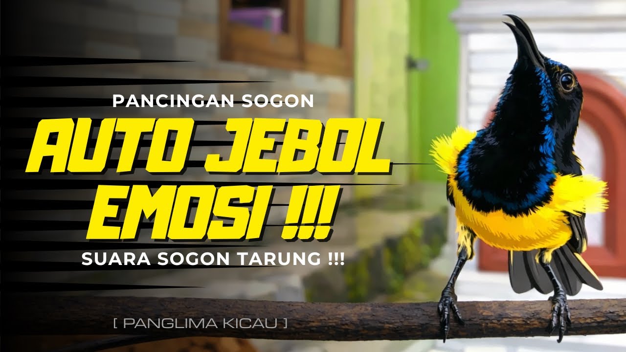 Sogon Diam? Putar Ini! Suara Tarung Auto Jebol Emosi #pancingansogon #sogongacordor #sogon 