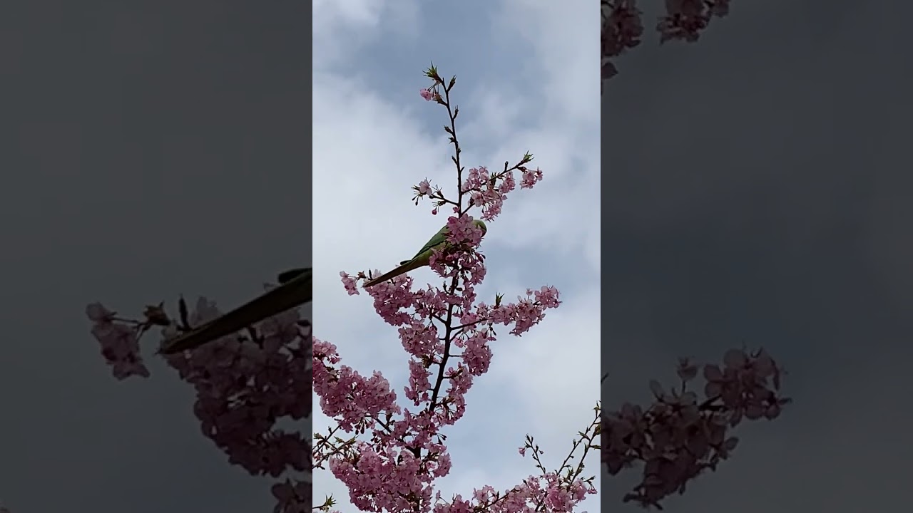 西郷山公園のサクラ🌸は見事だったって鳥🐧も居た😊#birds #鳥 #景色綺麗 #癒し #花 #自然 #散歩 