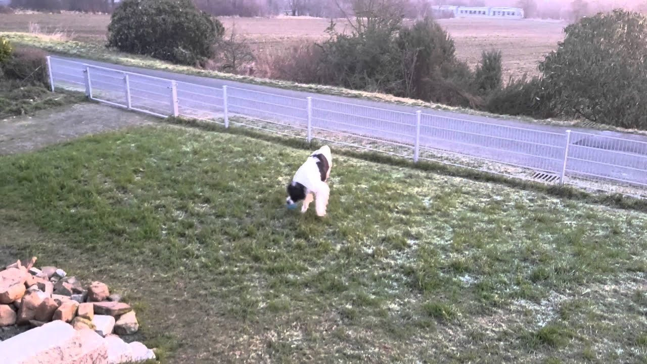 Riehms Landseer 5 Jahre