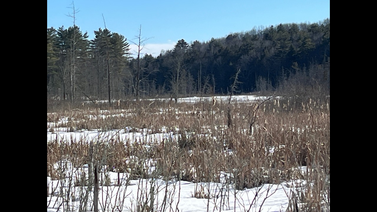 Hike to cedar pond beavers