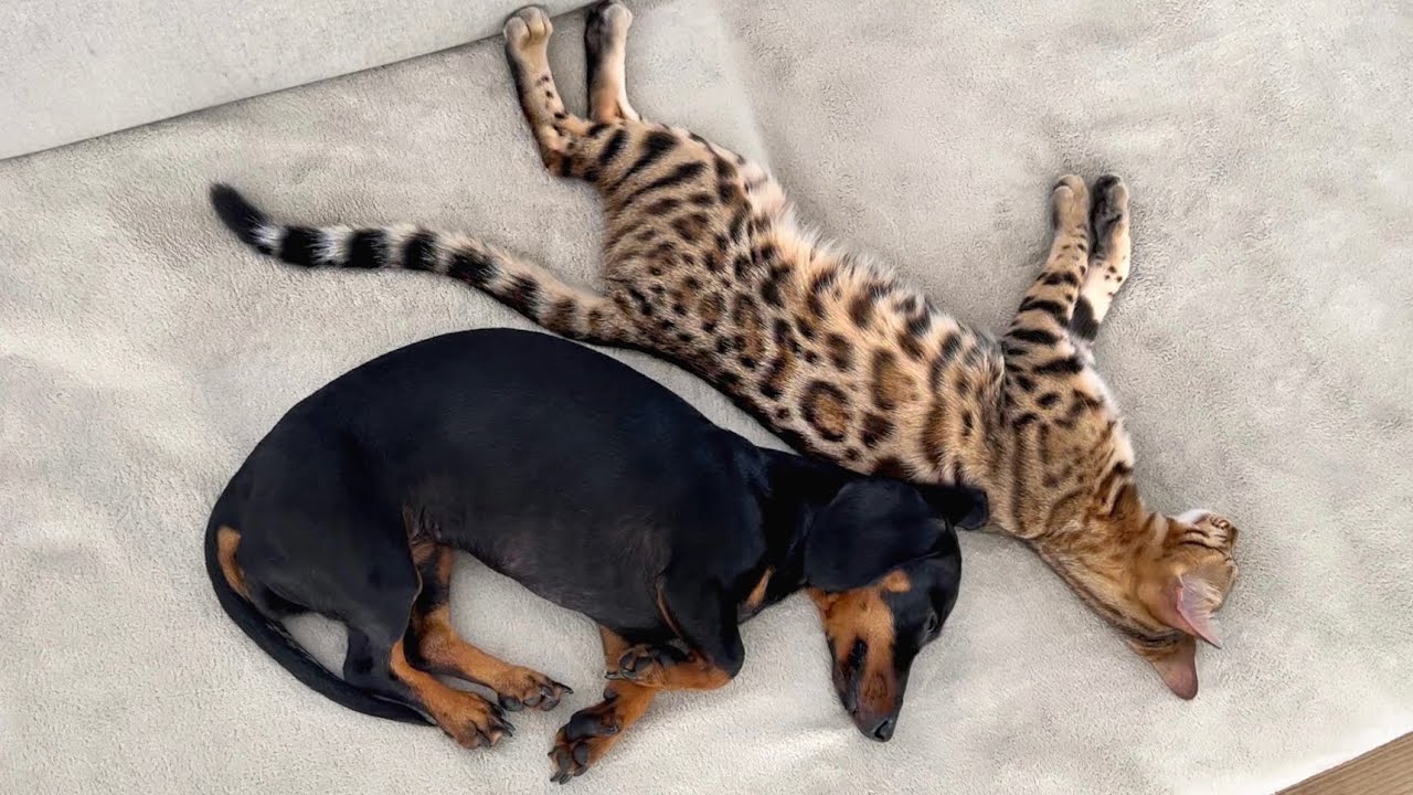 Family Diary| Bengal & Dachshund are sleeping together.