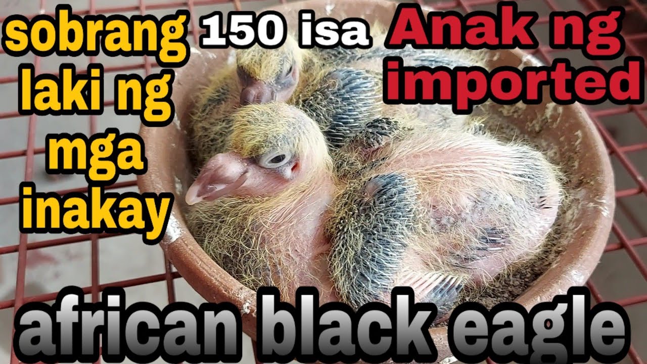 AFRICAN BLACK EAGLE YOUNGBIRDS, IMPORTED BOTH PARENTS FROM BIO PIGEONS update sa breeder cock natin!