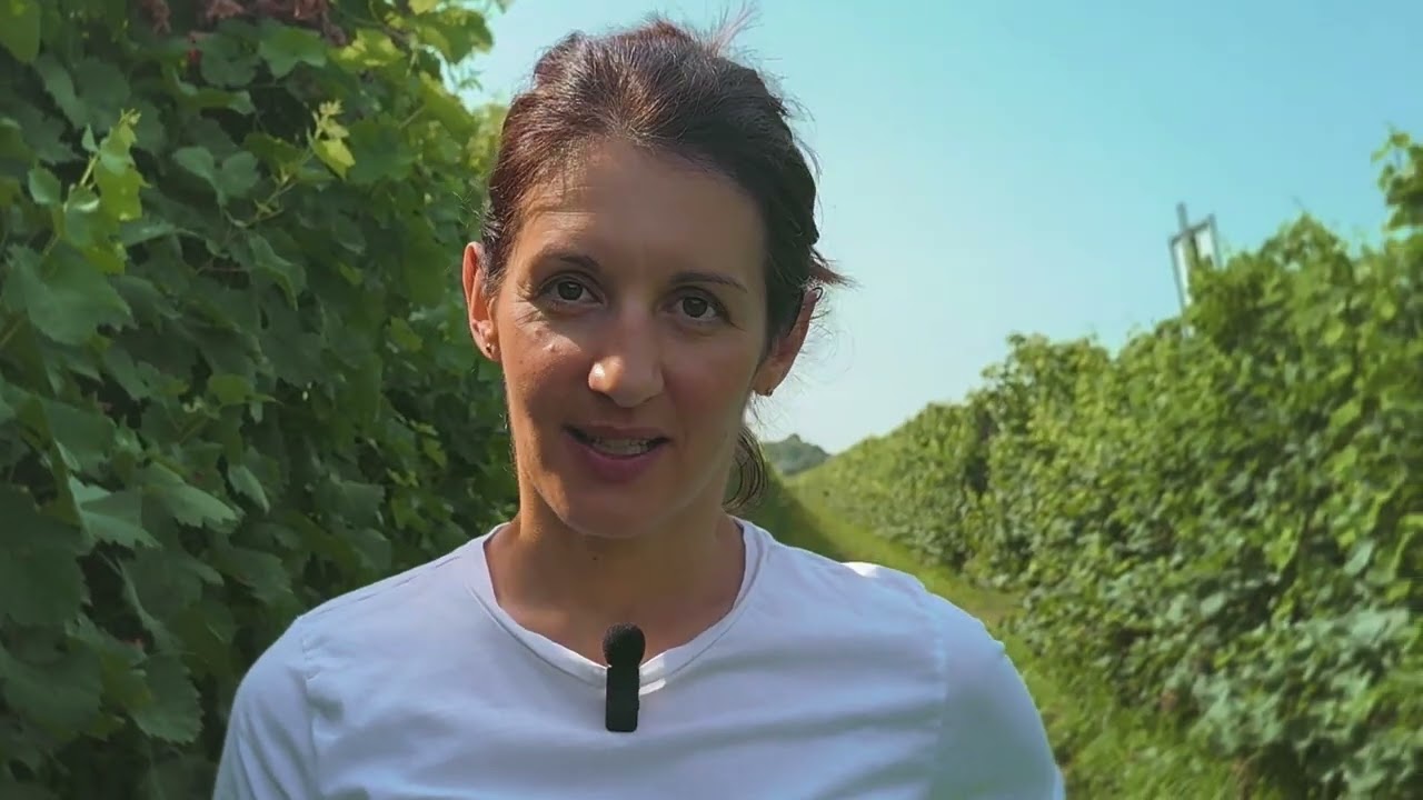 Siccità e vite: impatti sulla qualità del vino e strategie di prevenzione