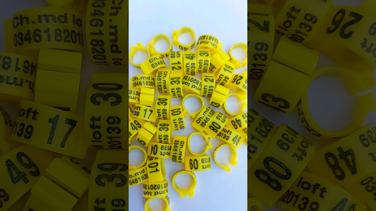 China Imported Clip Ring0️⃣3️⃣1️⃣7️⃣0️⃣0️⃣4️⃣0️⃣2️⃣1️⃣3️⃣ #pigeonclipring #chinaring #ukpigeon