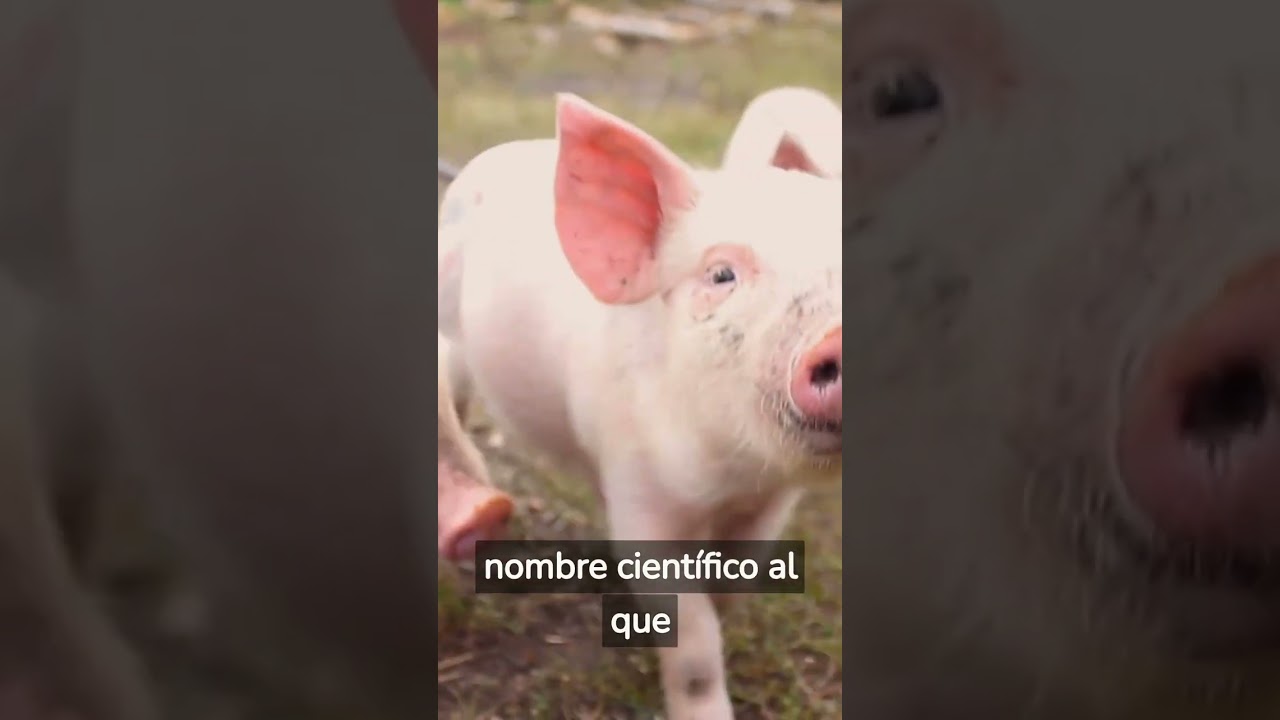 Qu&eacute; es el mal del puerco