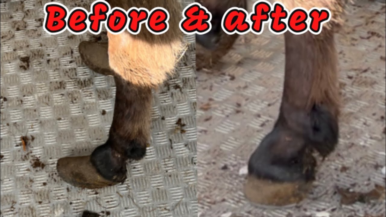 The Highland Farrier ep7. Rescue Donkeys hoof restoration