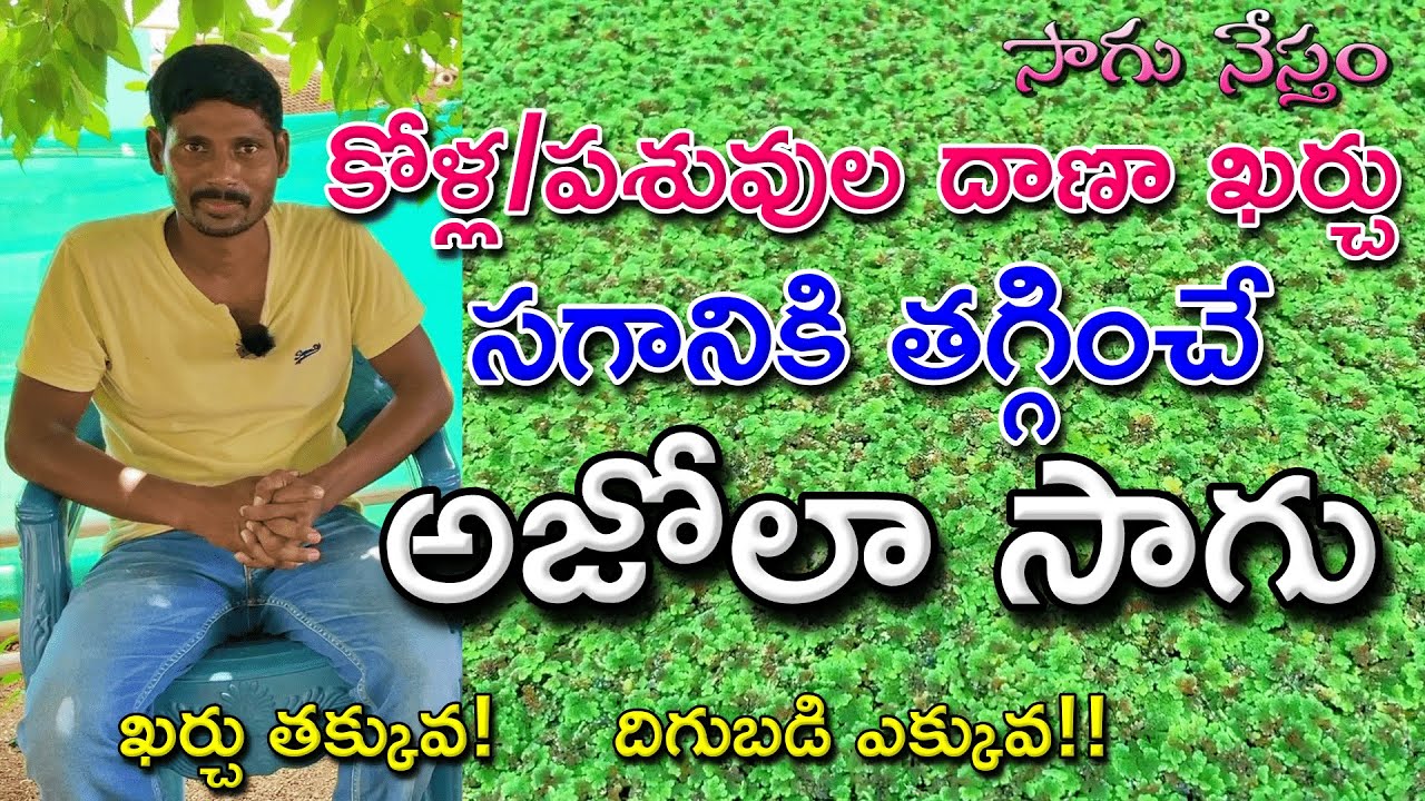 Azolla Cultivation | అజోల్లా సాగు | అజోలా దాణా ఖర్చు సగానికి తగ్గిస్తుంది | అధిక పోషకాలు ఉన్న అజోలా