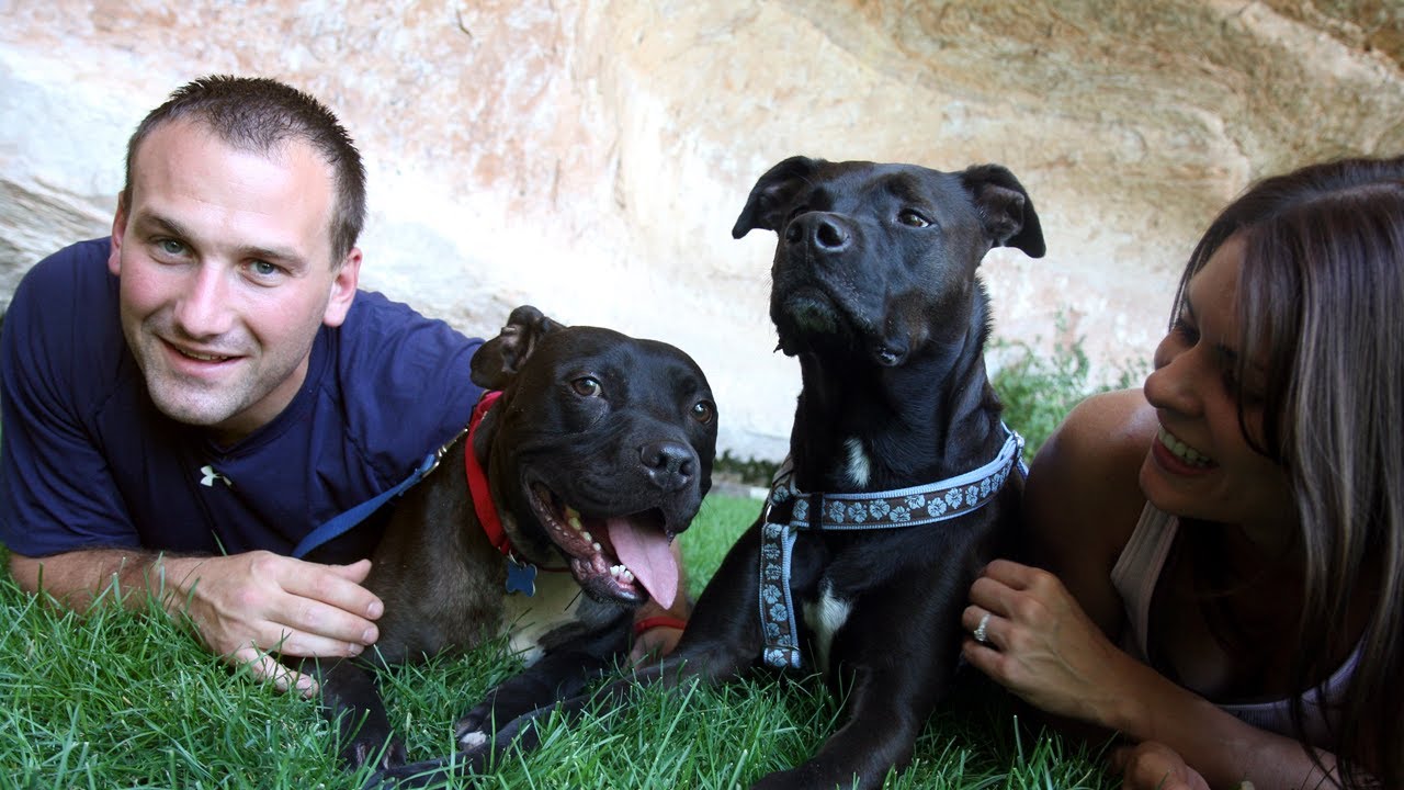 Former Bad Newz Kennels Vicktory Dogs, Have A Reunion At Best Friends Animal Society