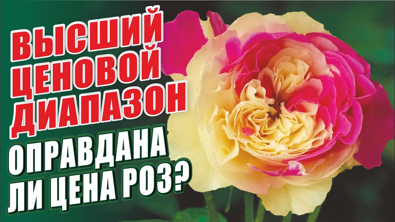 ВСЕГДА ЛИ ОПРАВДАНА ВЫСОКАЯ ЦЕНА РОЗ? ОБЗОР СОРТОВ РОЗ