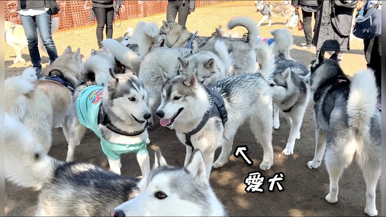 【80頭以上】ハスキー犬の大群から愛犬を探し出せww 兄弟犬とハス会に参加してみた