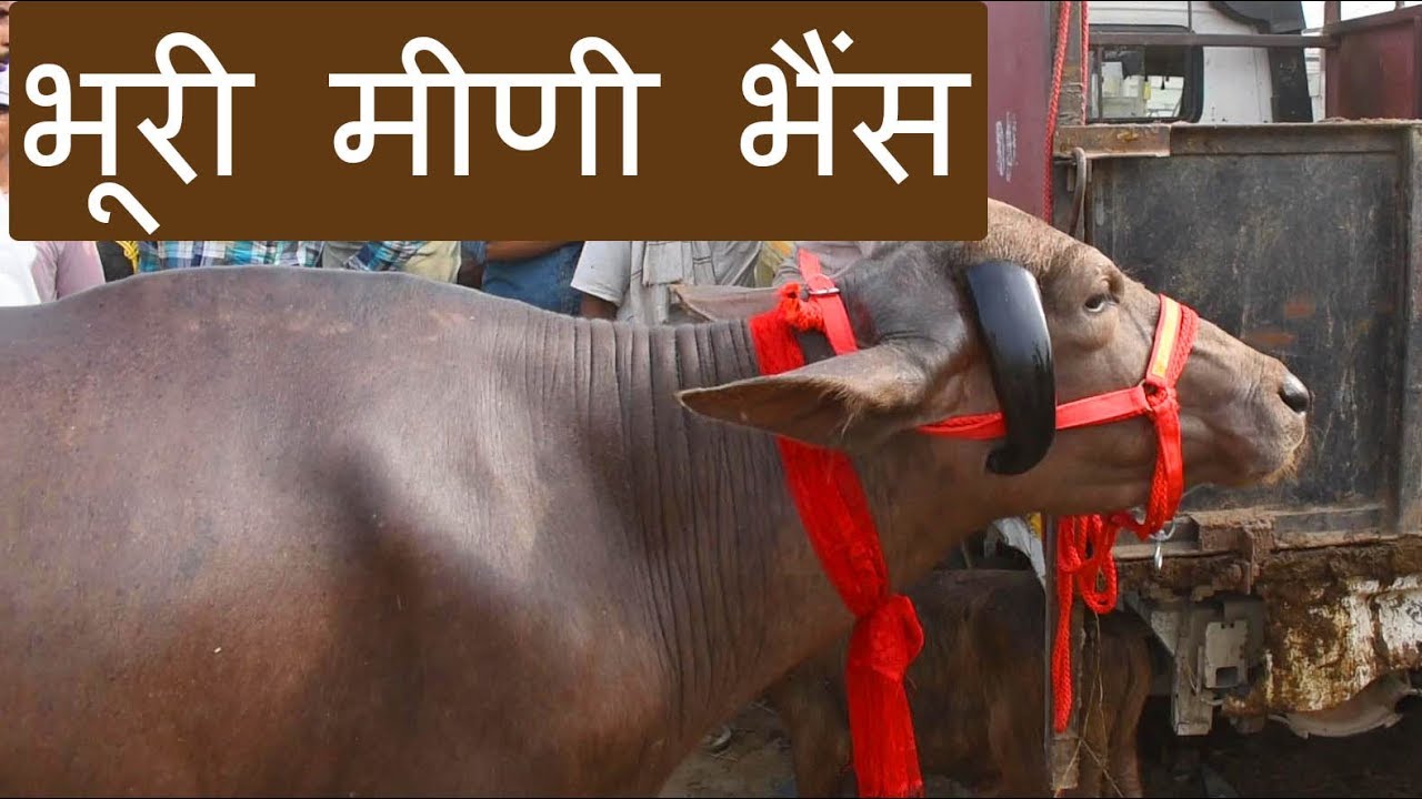 Beautiful Meeni and Murrah buffalo at Khanna Mandi