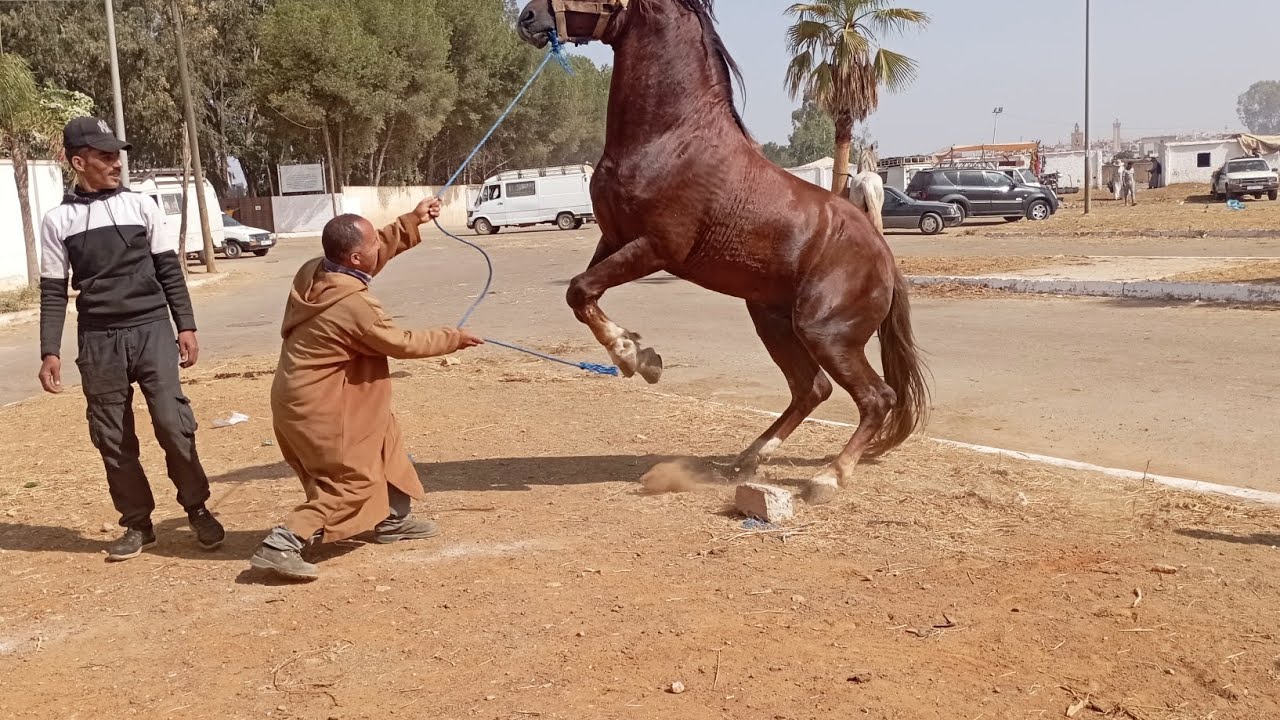 حميدطيكطوك محيح اليوما اليوما فسوق  فخميسات كينا الهمزا