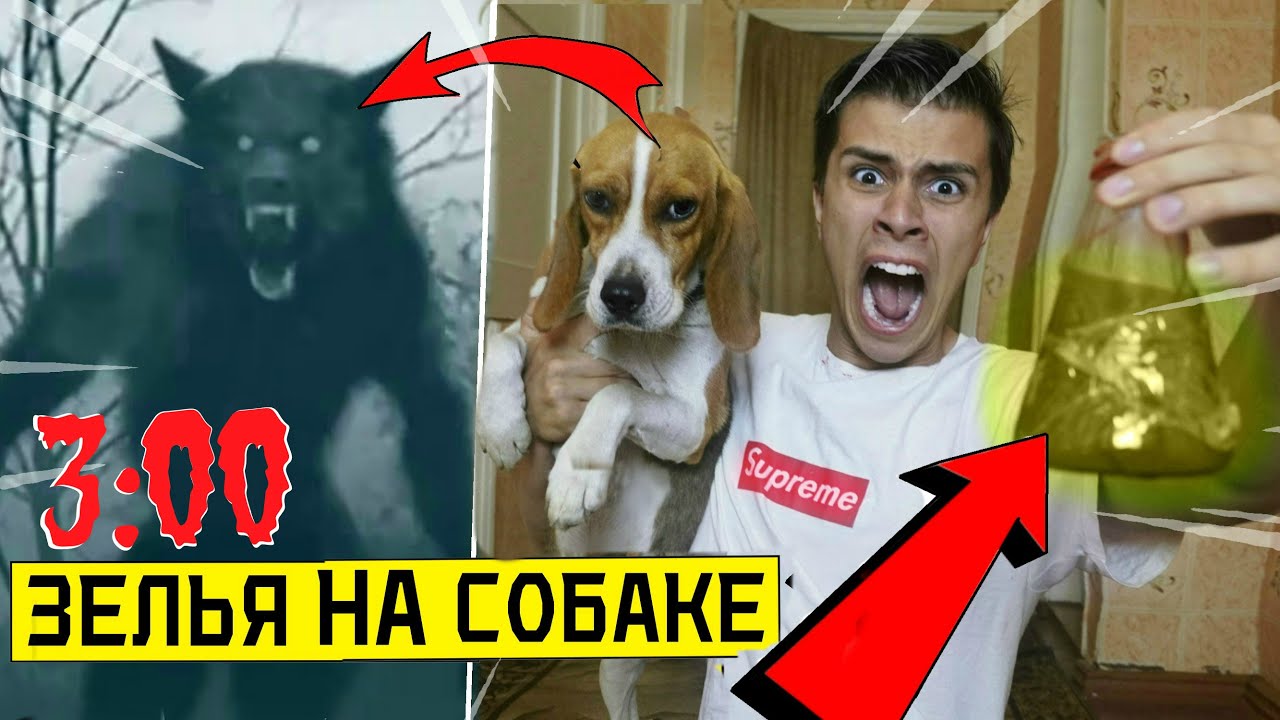 ПОДЛИЛ ЗЕЛЬЯ ОБОРОТНЯ СОБАКЕ с ДАРКНЕТ в 3:00 *собака стала человеком*