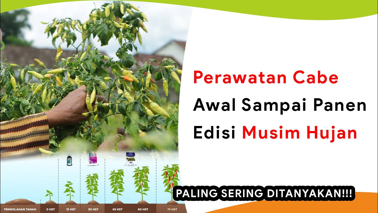 Perawatan Cabe Awal Tanam Sampai Jelang Panen, Musim Hujan