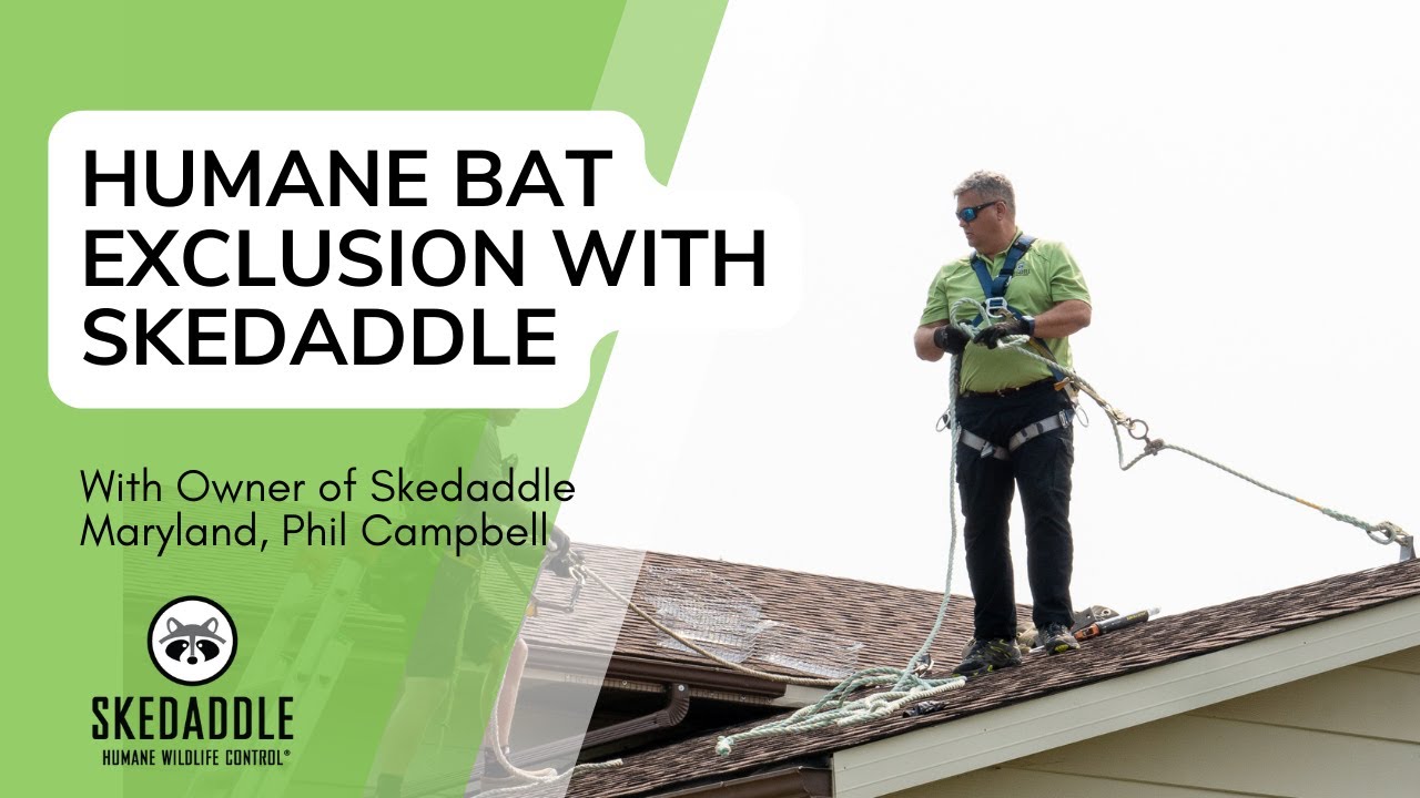 Inside Skedaddle's Bat Exclusion Process: Maryland Owner Phil Campbell Explains