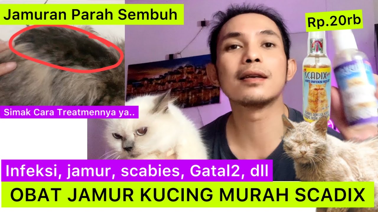 REVIEW OBAT JAMUR KUCING SCADIX / Obat Jamur Kucing Murah tp bagus ? obat scabies & obat gatal-gatal