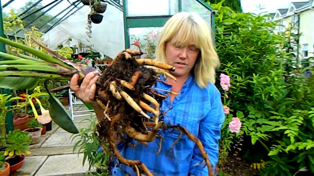 Repotting A Very Pot Bound Bird Of Paradise (strelitzia)
