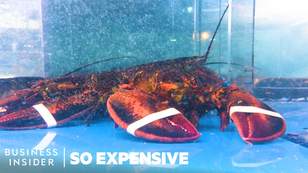 Why Lobster Is So Expensive | So Expensive