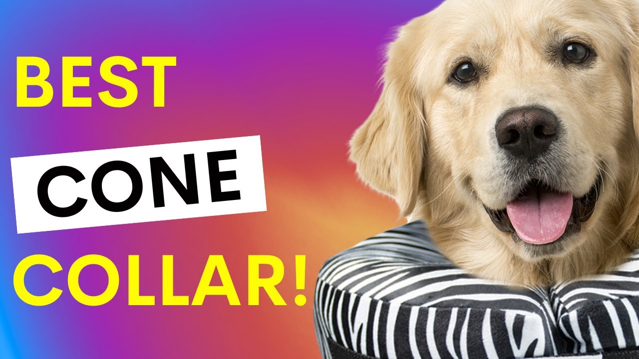 The Best Dog Cone Alternatives (And The Ones You Should Avoid)